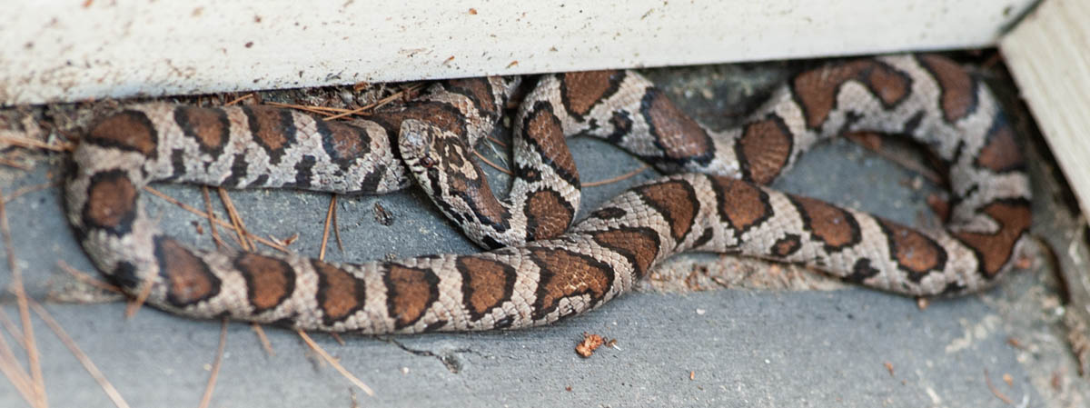Eastern Milk Snake
